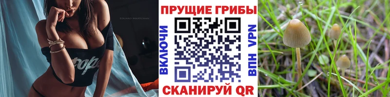 OMG ссылки  Красный Сулин  Галлюциногенные грибы мухоморы 