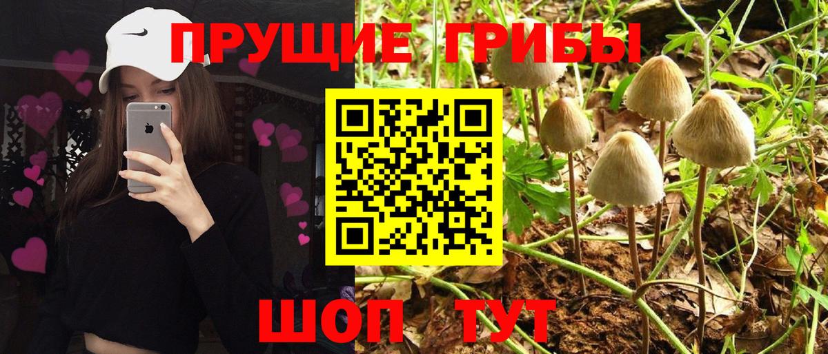 Галлюциногенные грибы MAGIC MUSHROOMS  Вход с VPN  Красный Сулин 